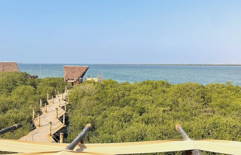 Mangrove Beach Umm Al Quwain: Entry Fee, Camping and Kayaking Guide 2 mangrove beach umm al quwain images
