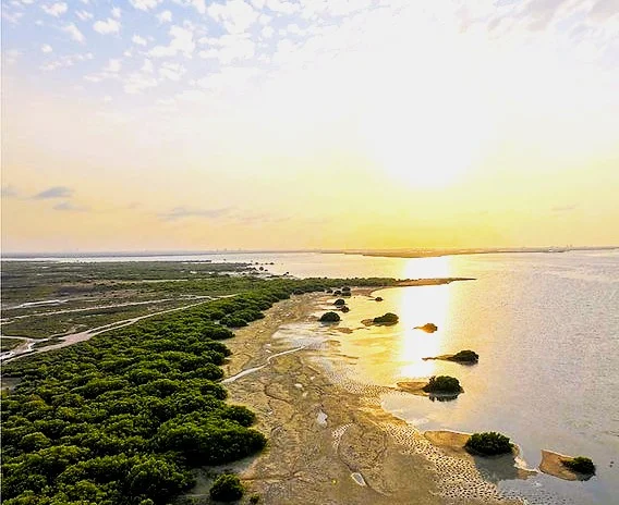 Mangrove Beach Umm Al Quwain: Entry Fee, Camping and Kayaking Guide 1 mangrove beach umm al quwain location