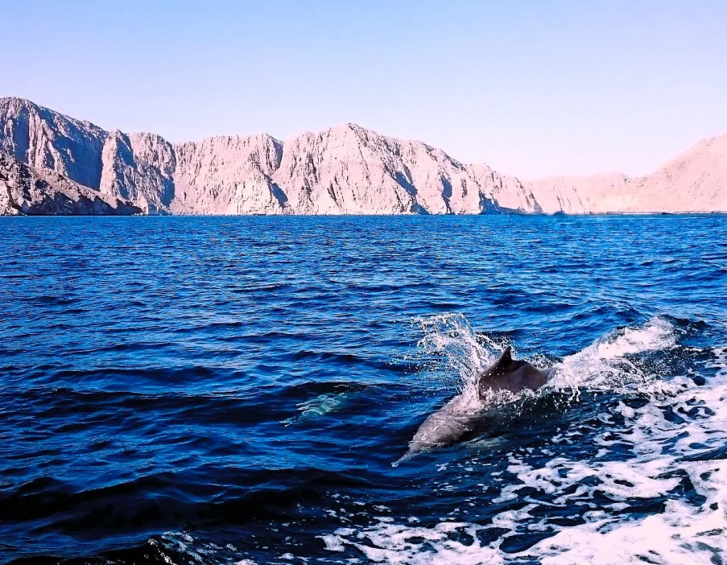 Musandam Oman Trip: Dibba Dhow Cruises, Khasab Fjords and Atana Musandam 3 musandam dolphins