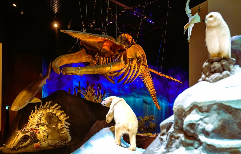 Natural History Museum Abu Dhabi: Tickets, Opening Hours and What to See 1 natural history museum abu dhabi stuffed bears