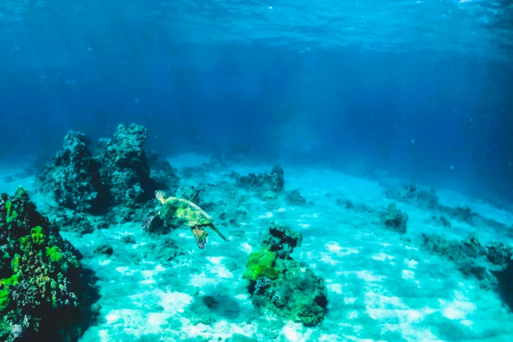 Shark Island Khorfakkan: Boat Trips, Snorkeling and Tips 2 shark island khorfakkan snorkeling fish